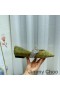 Jimmy Choo Krista Flats Vrouwen Suede Met Crystal Riem Groen